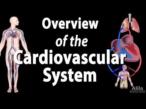 Kinn’s Medical Assistant Chapter 5: Overview of the Cardiovascular System