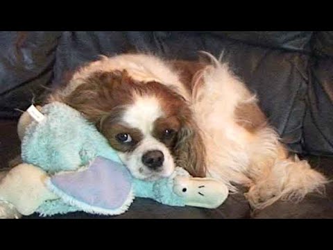 How to Buy a King Charles Cavalier Without Health Problems?