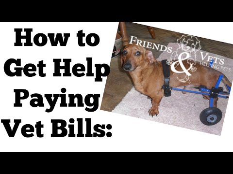 How to Get Assistance with Pet Medical Bills
