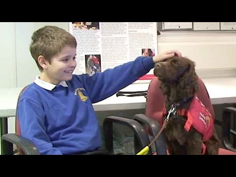 The Benefits of a Medical Assistance Dog