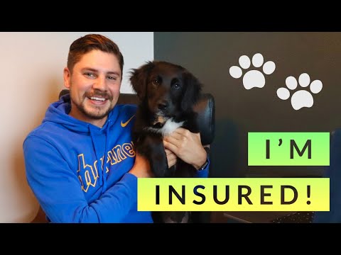 How to Buy Pet Health Insurance?